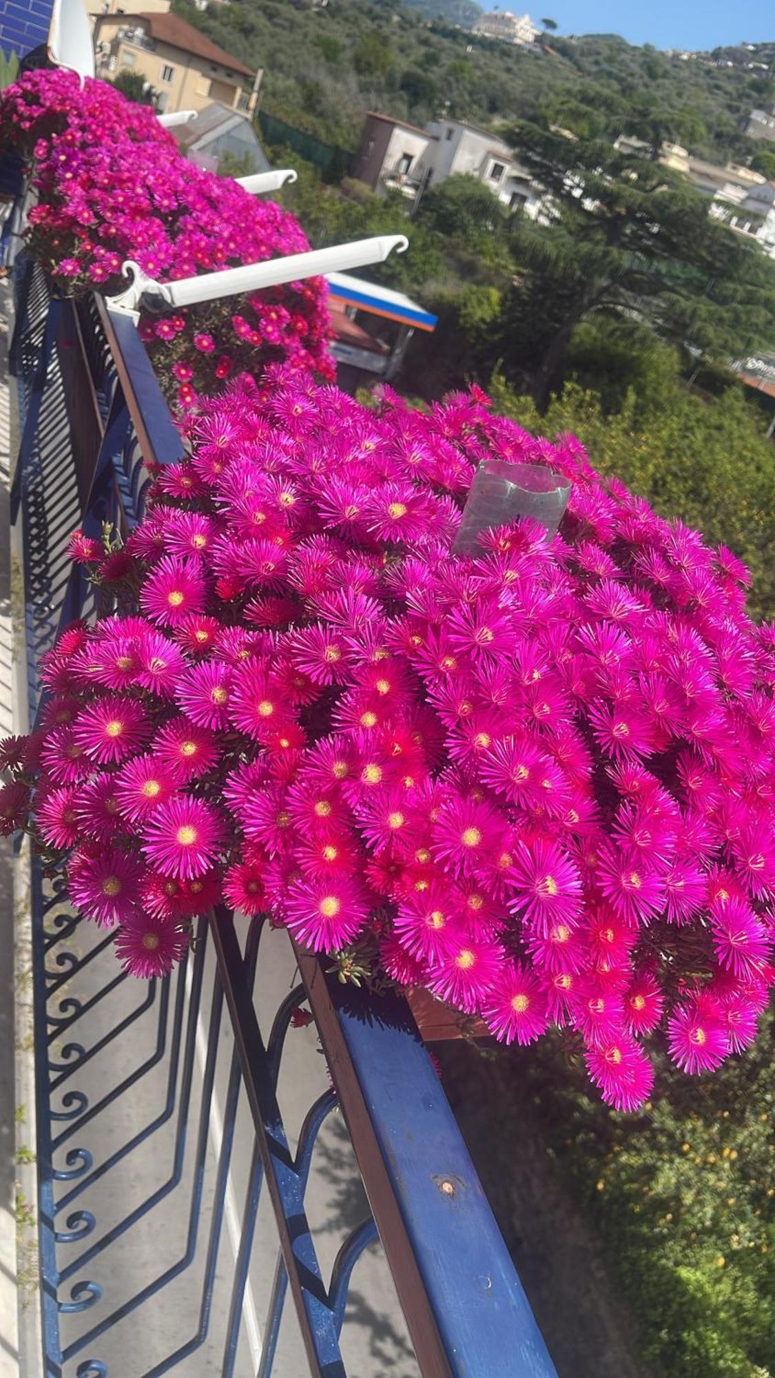 Bougainvillea Relais Sorrento Luaran gambar
